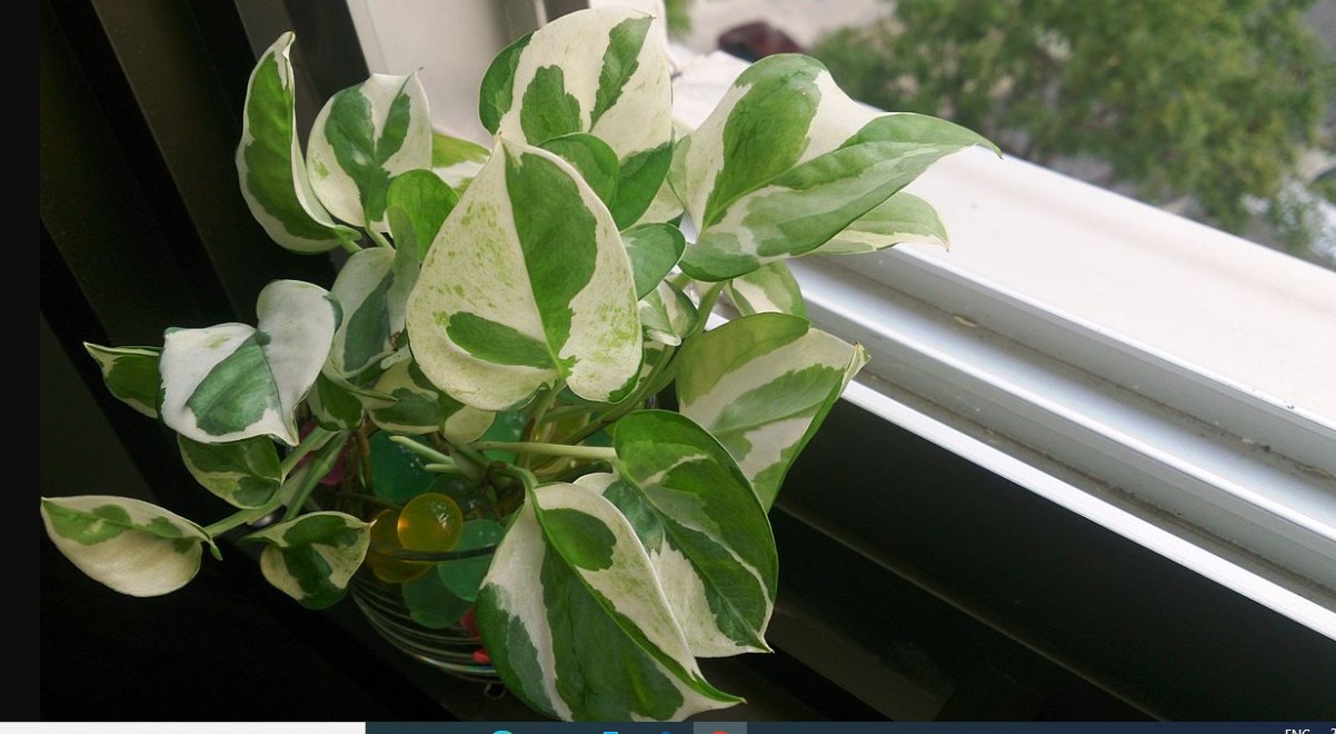 10 Indoor Table Plants for Home and Office to Liven Up Your Space